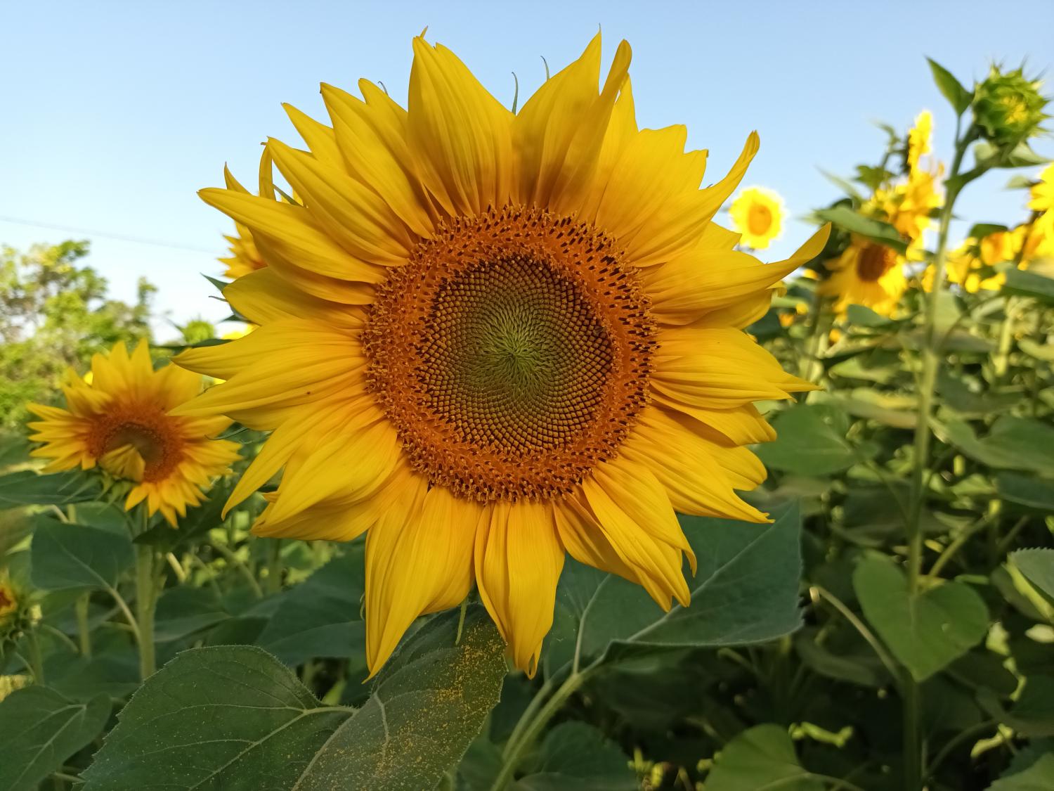  te koop gebouw Puy-l'Évêque Lot 37