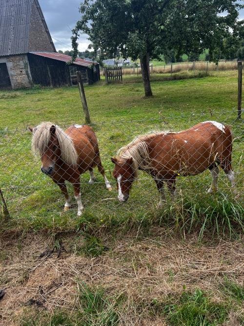  te koop schuur Truttemer-le-Grand Calvados 6