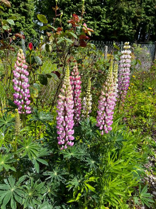  te koop schuur Truttemer-le-Grand Calvados 5