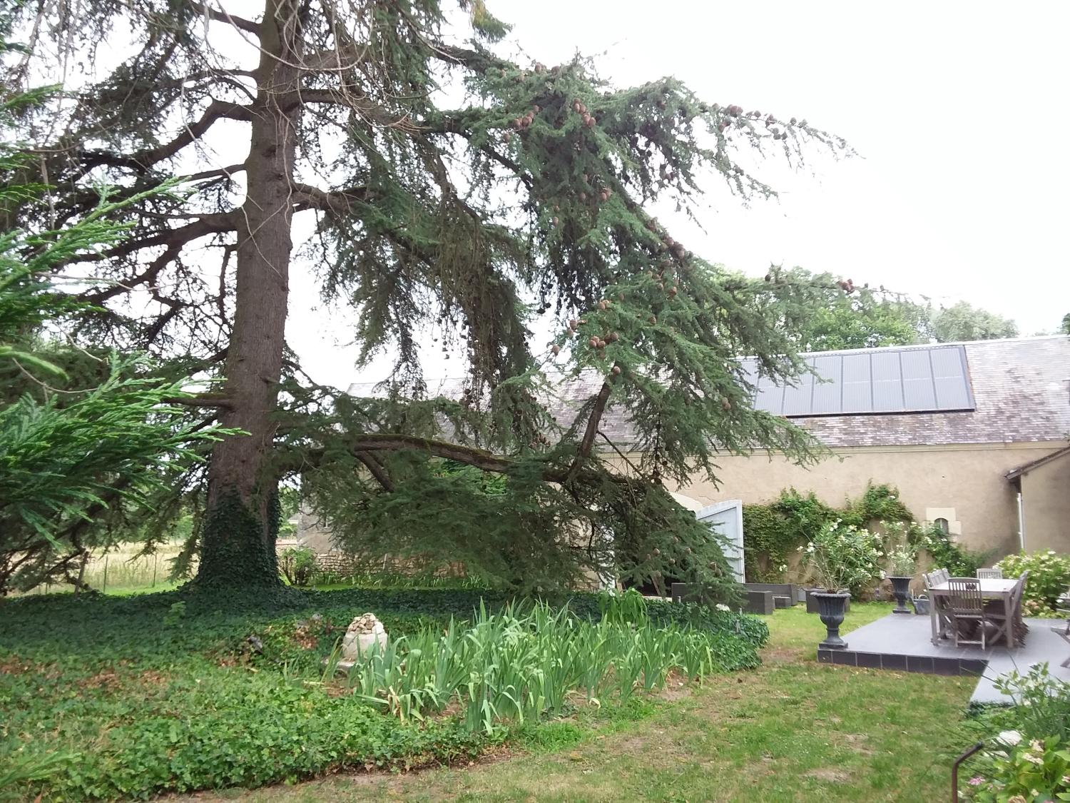 te koop gîtes/ chambres d'hôtes Couddes Loir-et-Cher 7