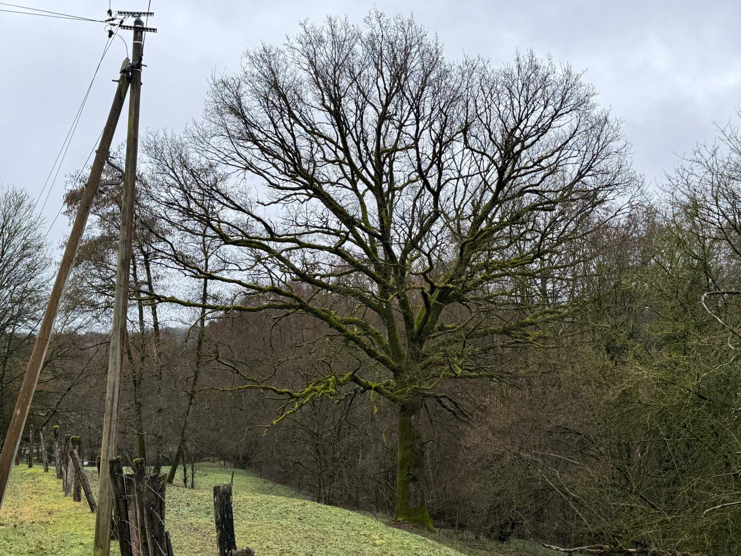  te koop gîtes/ chambres d'hôtes Viviers-le-Gras Vogezen 45