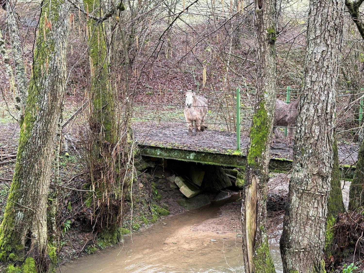  te koop gîtes/ chambres d'hôtes Viviers-le-Gras Vogezen 44