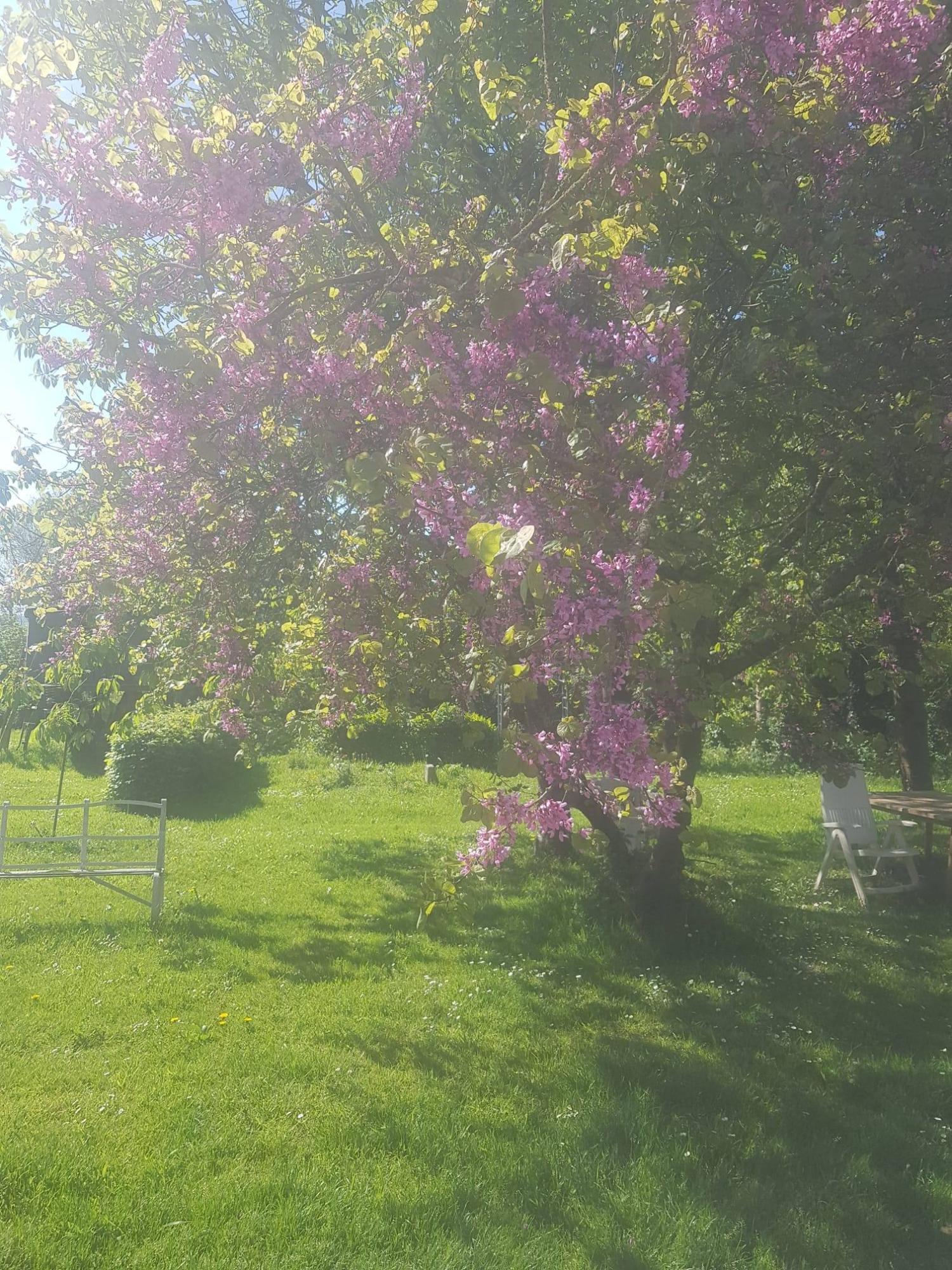  te koop vrijstaand huis Saint-Denis-le-Gast Manche 25
