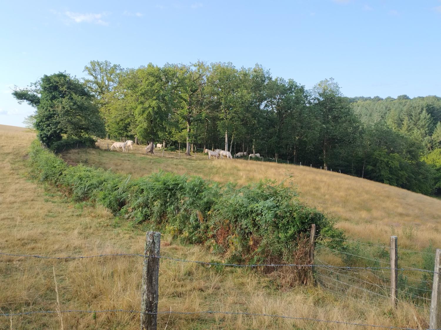 te koop boerderij Uxeau Saône-et-Loire 15